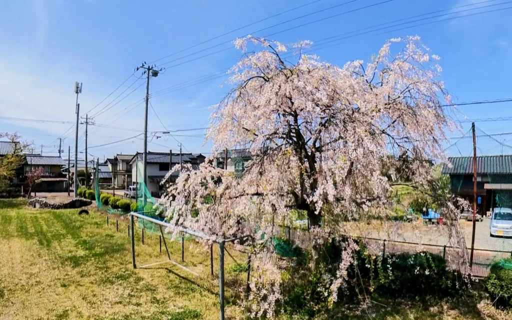 旧平林小学校さくら